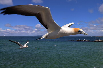 australasian gannet
