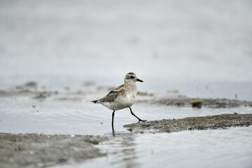 Птица на берегу