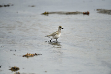 Птица на берегу