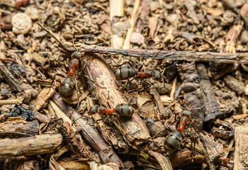ants in detail on the ground