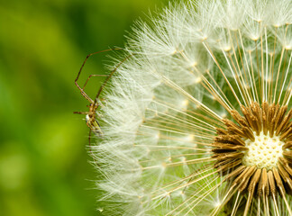 Tetragnatha spider on dandelion seed blow head