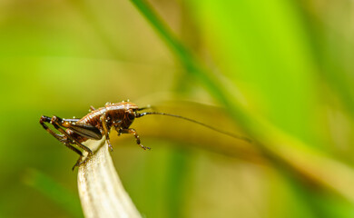 small brown cricket on grass blade