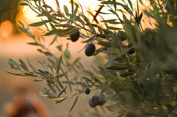 olive tree with black olives branch in the sun