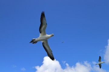 Obraz premium australasian gannet