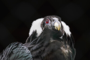 One of the animals in Leningrad Zoo