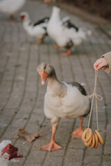 A boy on a farm teases geese with pretzels on a string