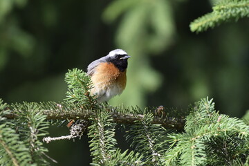 samiec pleszki © Justyna