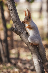 Close up squirrel sitting on the tree's branch