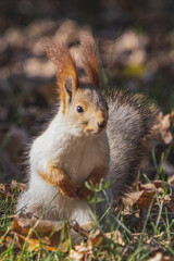 Close up squirrel waiting something