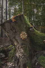 Small agarics grows up on tree