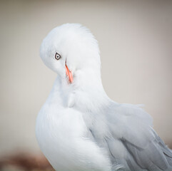 Red Billed Gull preening itself at beach