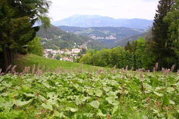 Wedrujac po gorach.