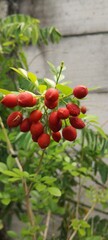 red berries of a plant