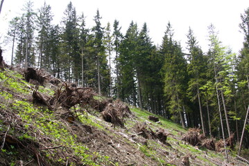 Wedrujac po gorach.