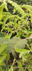 Young Tamarin plant leaves