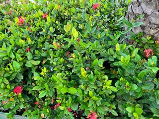 A lush green shrub with small pink flowers amidst vibrant foliage.