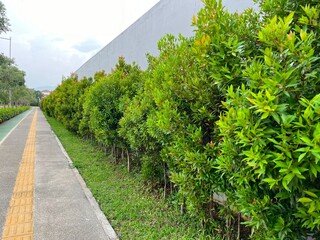 A pathway lined with lush green shrubs beside a concrete wall.
