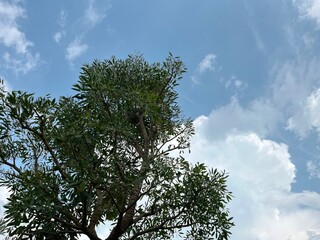 Fototapeta premium A tree with lush green leaves against a backdrop of blue sky and white clouds.