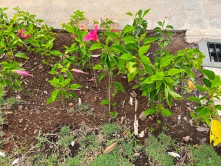 A garden bed featuring green plants and pink flowers, showcasing natural beauty and growth.