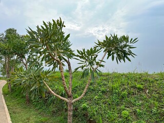 Naklejka premium A tree with lush green leaves against a cloudy sky and grassy background.