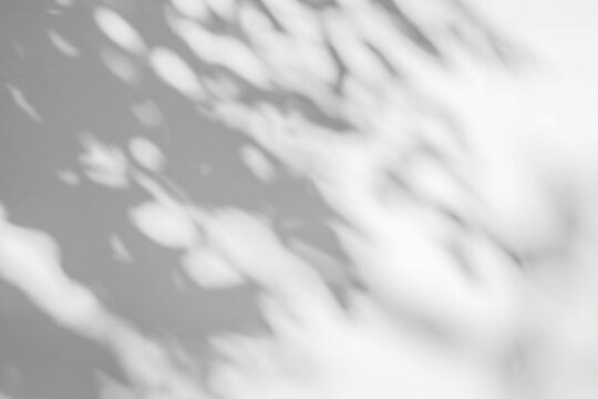 Abstract natural tree leaves shadow on white wall background