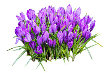 Naklejka premium Vibrant purple crocus flowers blooming in early spring, showcasing their delicate petals over lush green grass