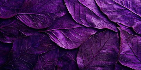 Obraz premium A purple leafy background with purple leaves