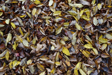 濡れたカラフルな落ち葉（背景素材）