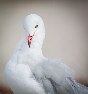 Red Billed Gull preening itself at beach