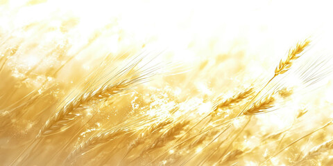A field of golden wheat with a bright sun shining on it
