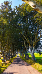 Serene tree-lined pathway in European countryside. A peaceful pathway surrounded by tall trees...