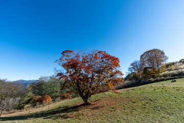 紅葉の七色大カエデ