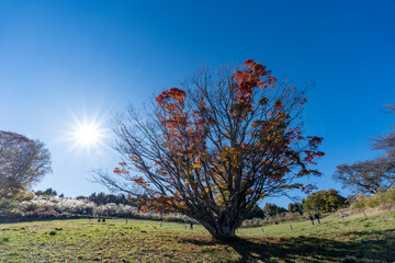 紅葉の七色大カエデ