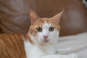 くつろぐ可愛い猫　茶トラ白