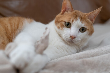 くつろぐ可愛い猫　茶トラ白