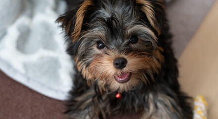 見つめる可愛い飼い犬