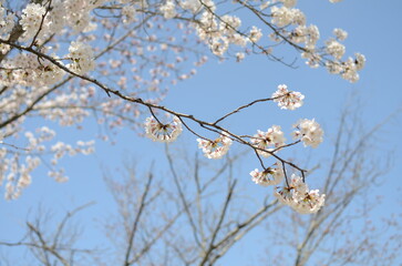 【京都】醍醐寺の桜