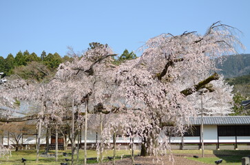 【京都】醍醐寺の桜