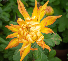 Fototapeta premium Orange chrysanthemums in the park
