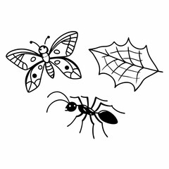 butterfly illustration