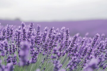 Naklejka premium Vibrant Lavender Fields Under a Soft Cloudy Sky
