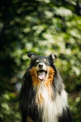 Tricolor Collie. Cute Beautiful Collie In Sunny Summer Forest. Funny Scottish Collie, Long-haired Collie, English Collie, Lassie Dog Outdoors In Summer Day In Coniferous Pine Forest