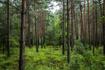 Fototapeta premium Green plants and ferns are growing on the forest floor between tall pine trees