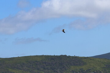 pacific gull