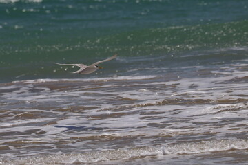 crested tern