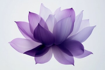 A purple lotus flower with delicate petals.