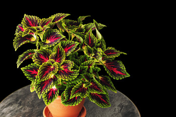 Decorative nettle Coleus flaming nettle on a black background