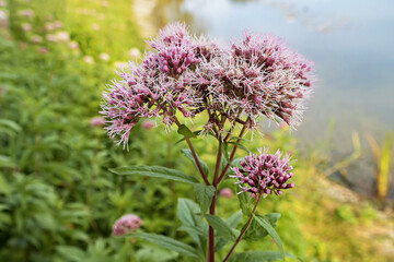 Eupatorium sordidum blooms by a calm body of water