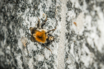 Nahaufnahme einer Hummel die an einer Wand krabbelt, Deutschland © stgrafix