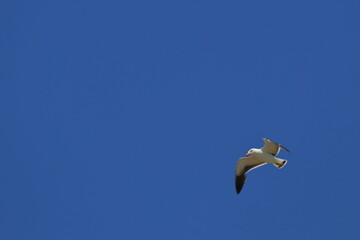 pacific gull